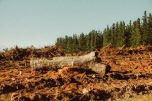 A fallen tree trunk lies amidst a deforested area surrounded by dense pine trees.